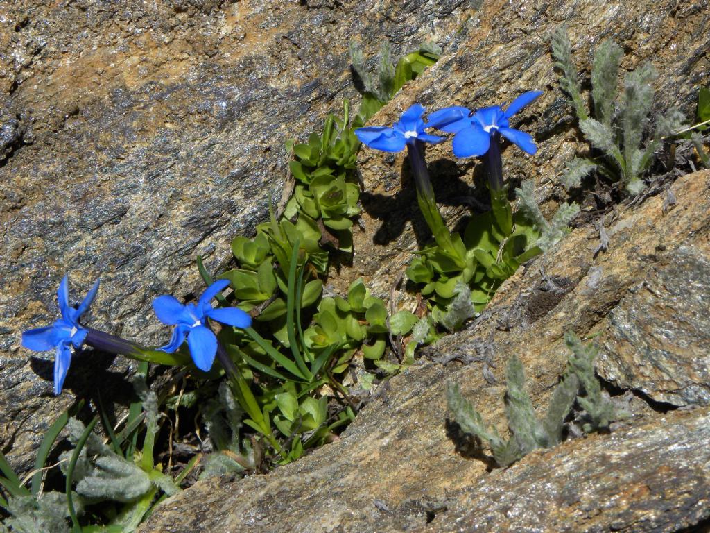 quale Gentiana?